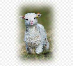 ouessant-sheep-goat-lamb-and-mutton-cuteness-puppy-png-favpng-6t76kYr164U5VxSH5B05qpWUV.jpg